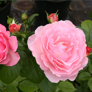 Roz somon - trandafir teahibrid